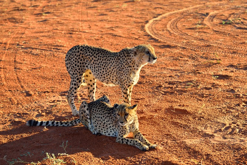 Фото Южноафриканский гепард