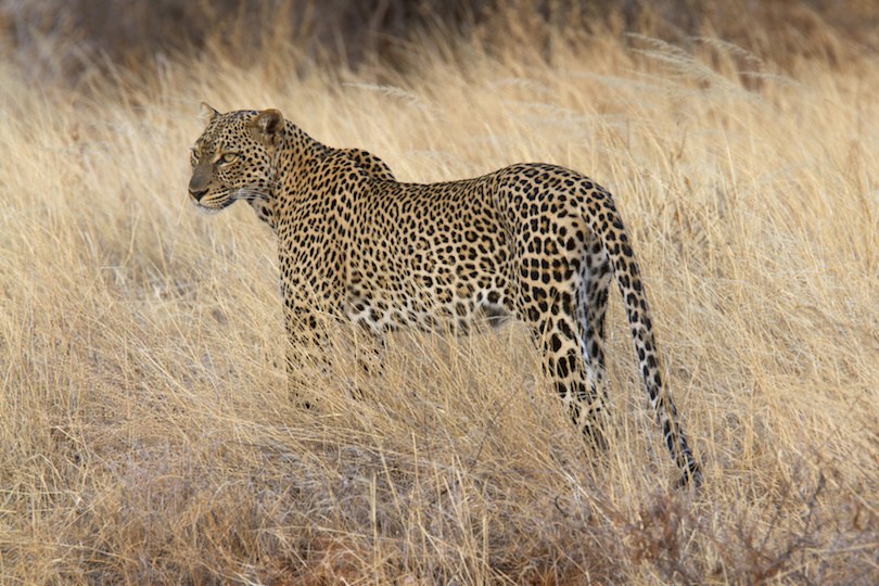 Фото Африканский леопард