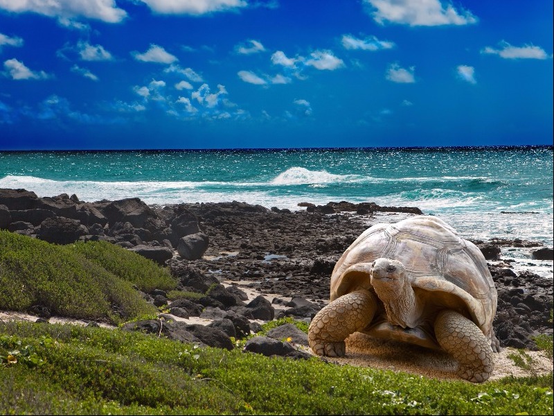 Фото Галапагосская черепаха
