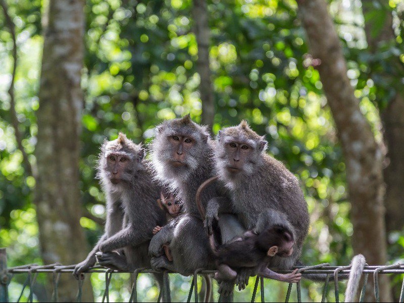 Фото Священный лес обезьян