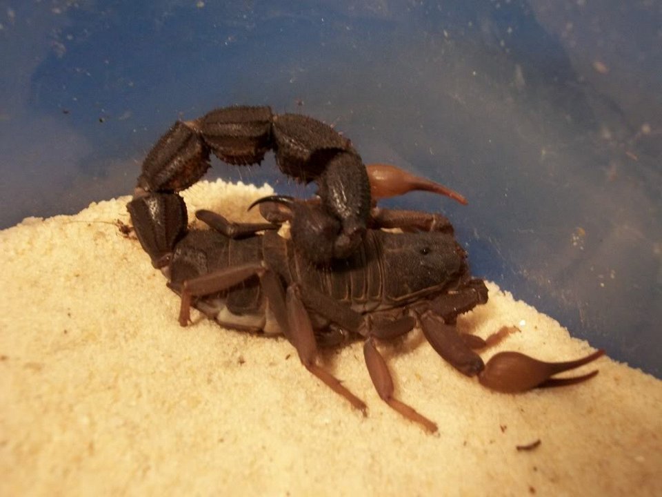 Фото Черный скорпион