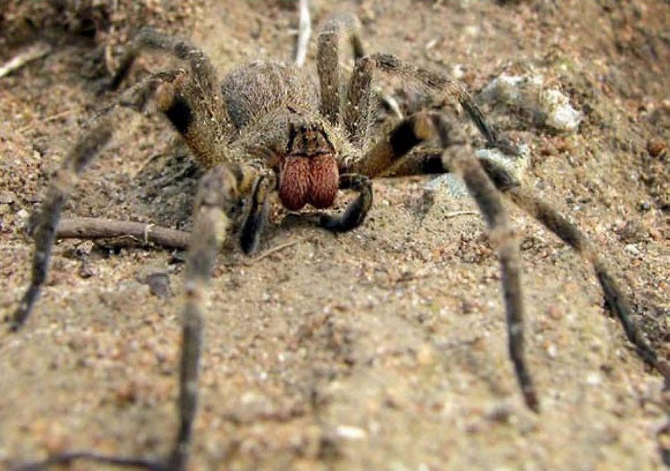 Фото Бразильский странствующий паук