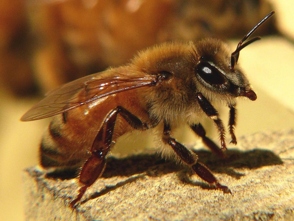 Фото Африканская медоносная пчела