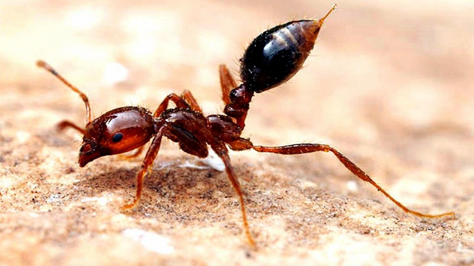 Фото Огненные муравьи
