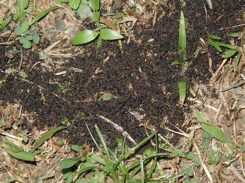 Фото Кочевые муравьи