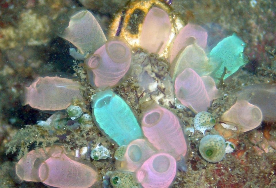 Фото Ацидия