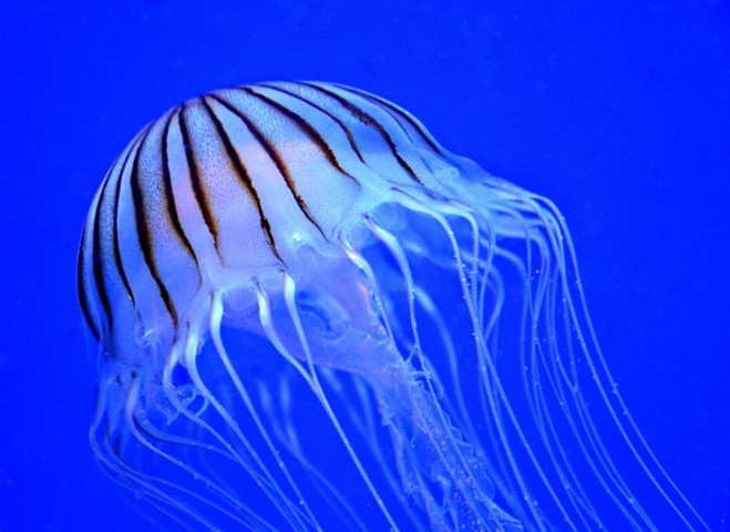 Фото Медузы