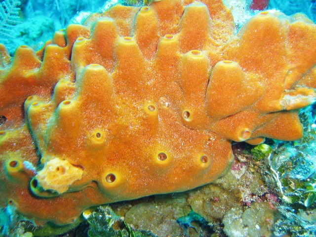 Фото Морская губка