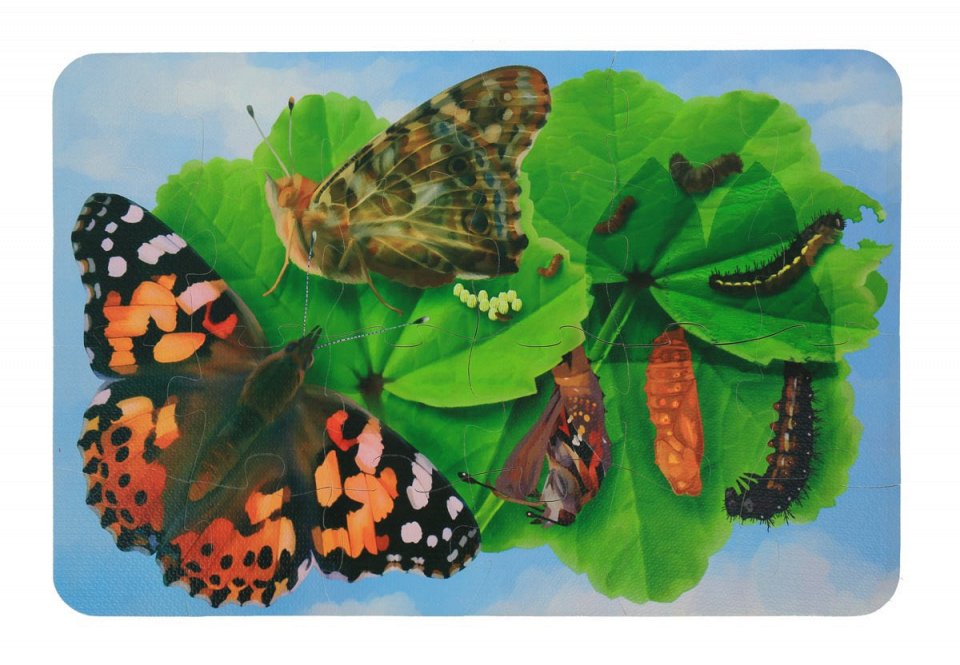 Фото Жизненный цикл бабочки