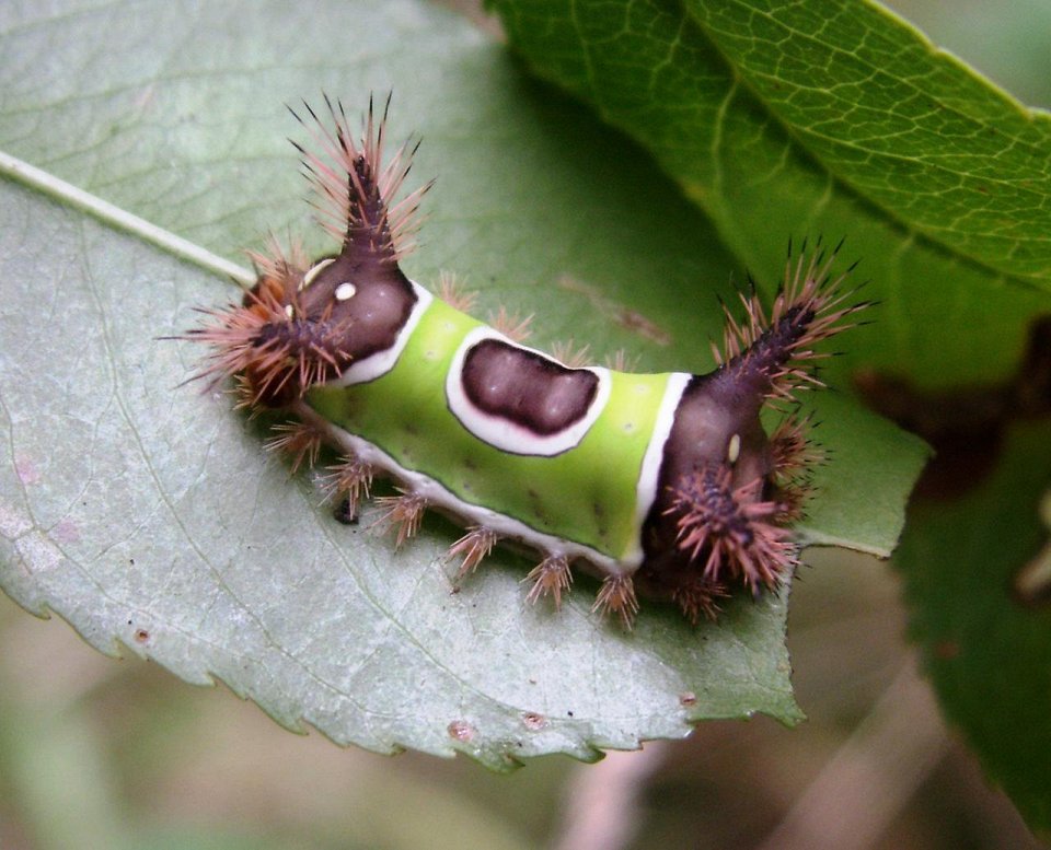 Фото Гусеница бабочки семейства слизневидок