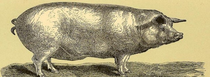 Фото Свиновья Война