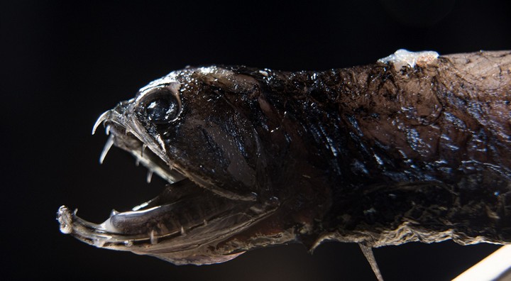 Фото Глубоководные монстры