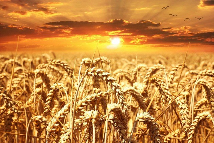 Фото Пшеница