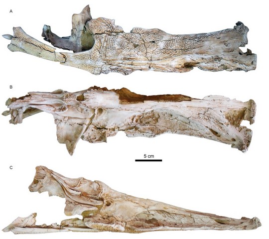 Фото Гигантский сом