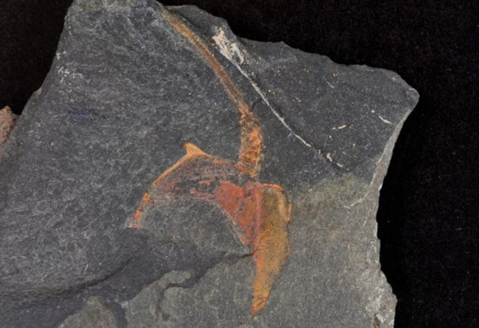 Фото Тайна древнего существа