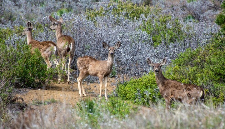 Фото Воздействие на популяции животных