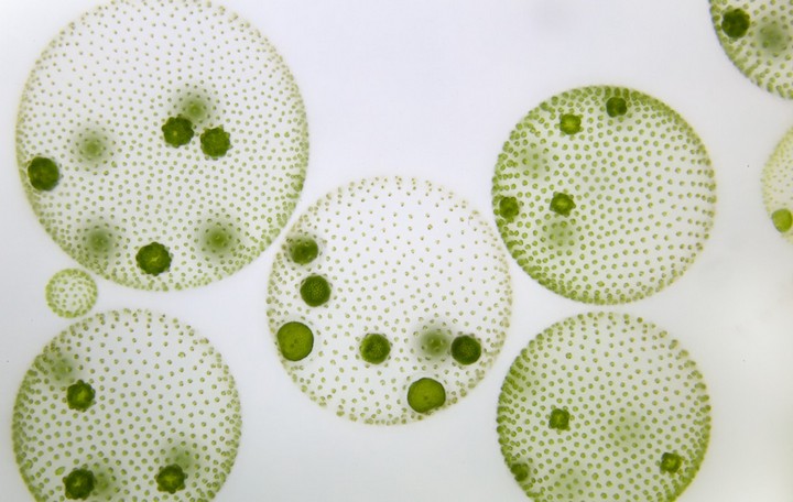 Фото Древние микроорганизмы, скрытые во льдах