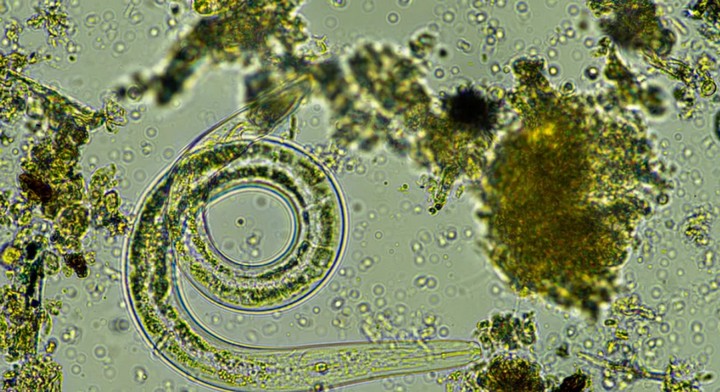 Фото Экосистема, кипящая жизнью