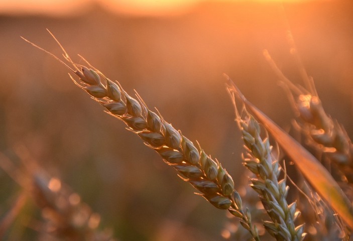 Фото Пшеница