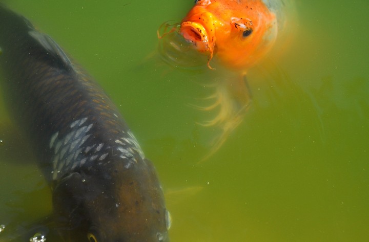 Фото Человек унаследовал голосовые связки от рыб