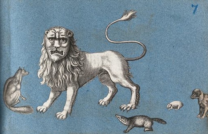 Фото Животные боятся человеческого голоса больше, чем львов