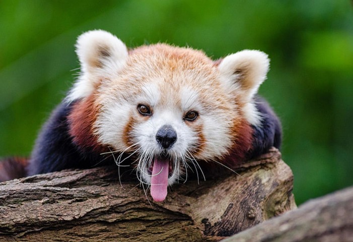 Фото Некоторые животные умеют подражать человеческой речи