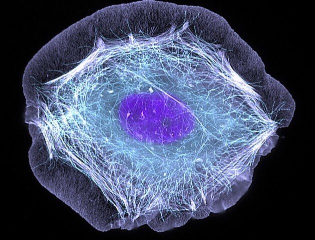 Фото Вторая экосистема на коже