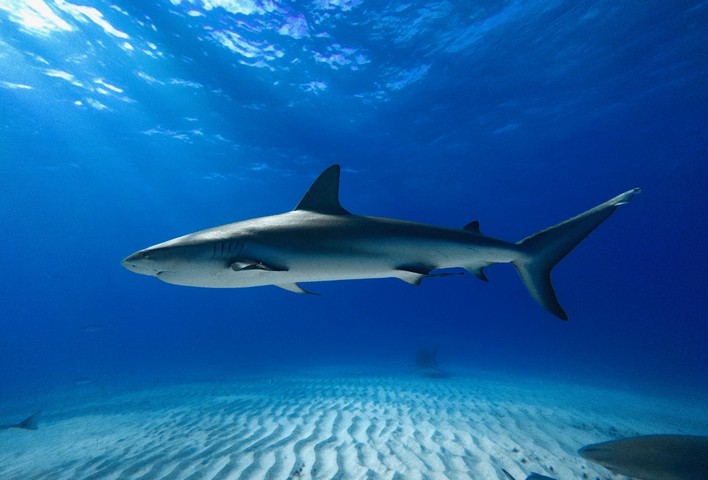 Фото Акула