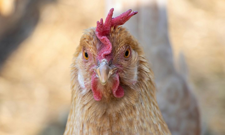 Фото Мозг курицы