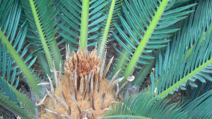 Фото Саговая пальма