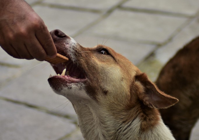 Фото Собака может есть все, что и человек