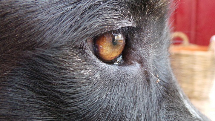 Фото Собачье зрение — только черно-белое