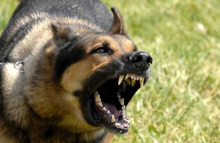 Фото Агрессивность собаки зависит от породы
