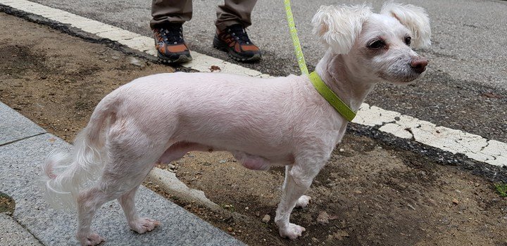 Фото Бритьё шерсти собаки летом помогает ей охладиться