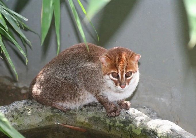 Фото Кошка с плоской головой