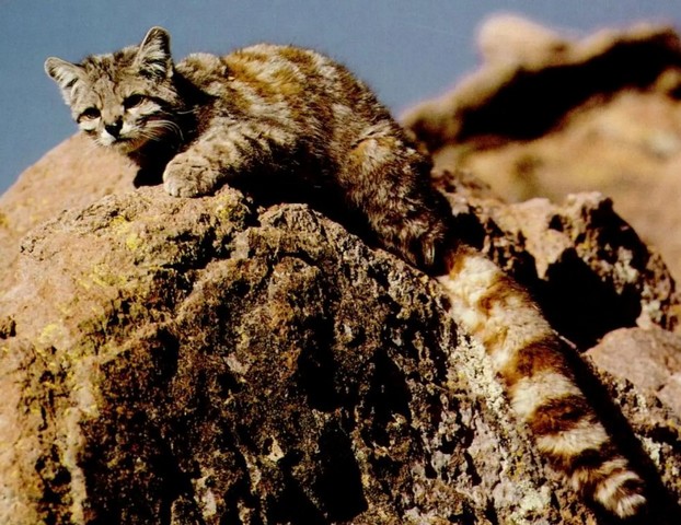 Фото Андийская горная кошка