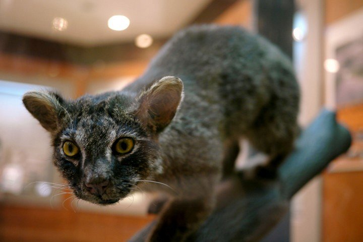 Фото Ириомотская кошка