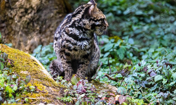 Фото Мраморная кошка