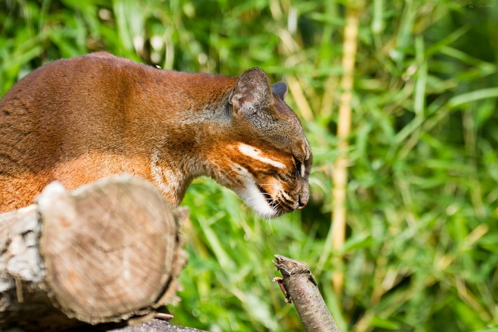 Фото Азиатская золотая кошка