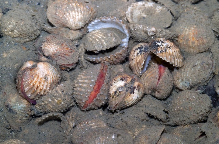 Фото Кровавые Моллюски