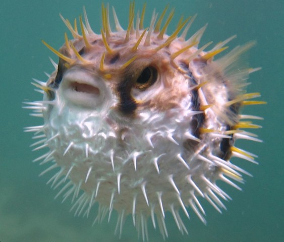 Фото Рыба-фугу