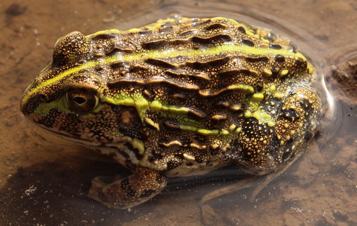 Фото Лягушка-бык