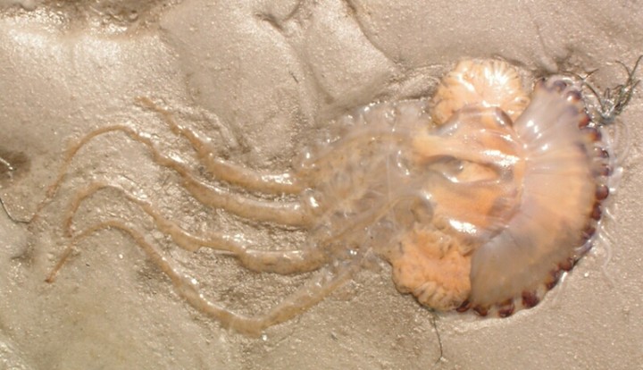 Фото Медуза Номура