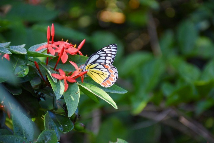 Фото Опыление цветов