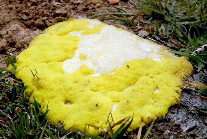 Фото Слизевик