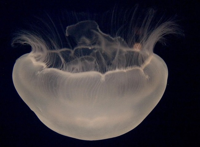 Фото Медуза Дипстария