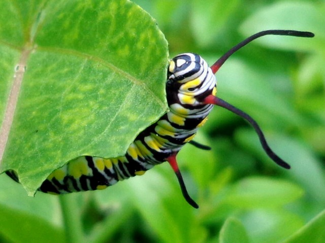 Фото Гусеница с щупальцами