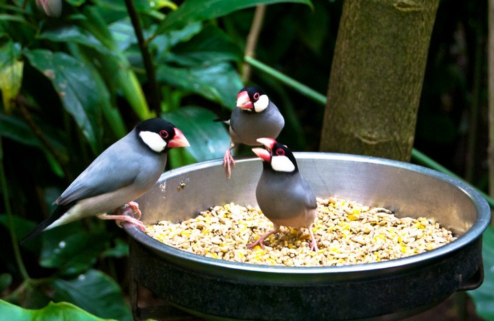 Фото Рис может убить птиц