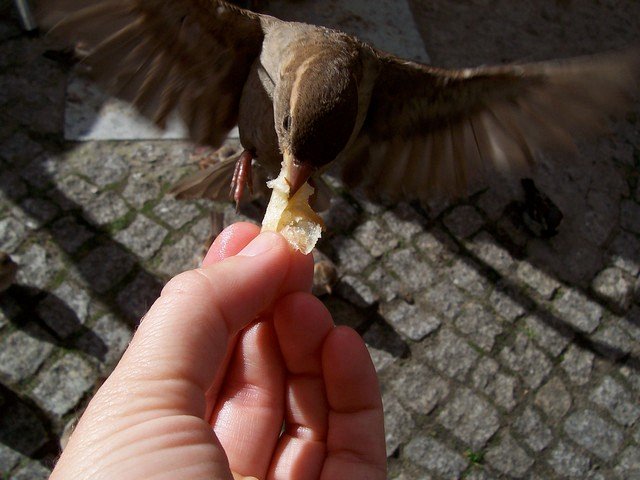 Фото Кормление птиц осенью мешает миграции