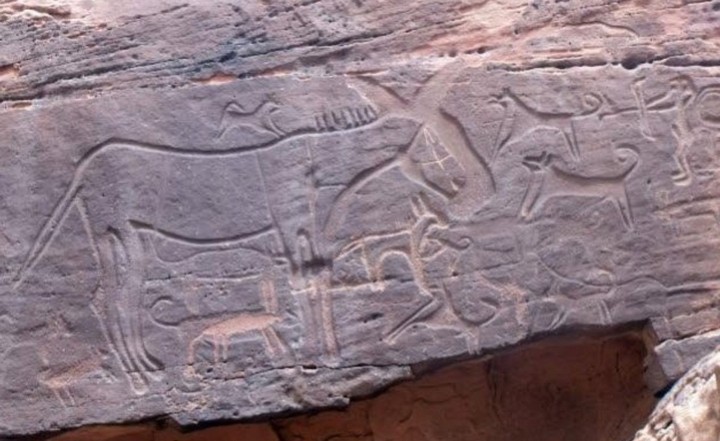 Фото Собаки, привязанные к людям